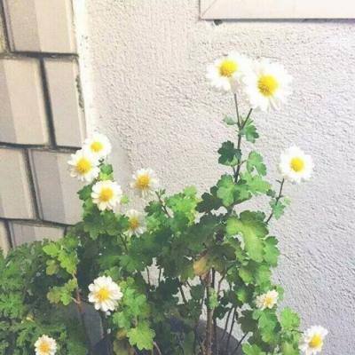 暴雪大乱斗果盘bt版下载
